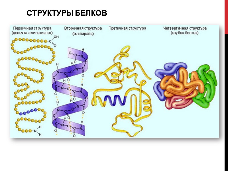 СТРУКТУРЫ БЕЛКОВ